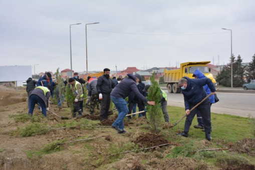 Abşeronda şəhidlərin xatirəsinə 2783 ədəd ağac əkildi - 