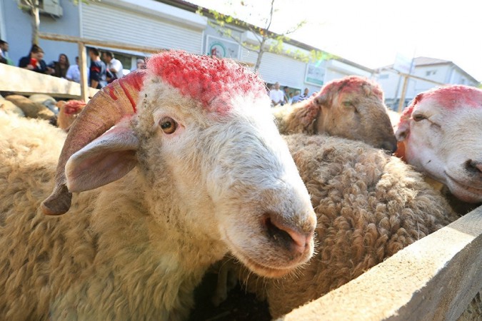 Qurban bayramı pandemiya şəraitinə uyğun təşkil olunacaq - 