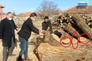 Hamını şoka salan HADİSƏ: Ağacın içindən GÖRÜN NƏ ÇIXDI - Xəbər şəkili