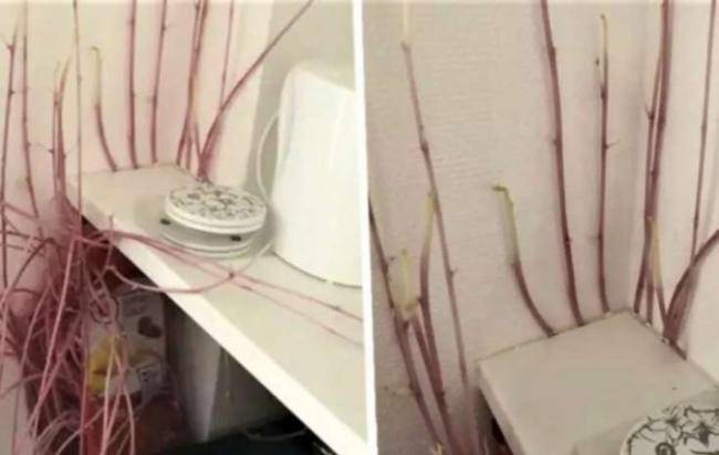 Karantinə görə aylar sonra evinə qayıdan qadın ŞOK OLDU -