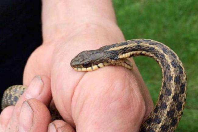 Oğuz sakinini ilan sancıb