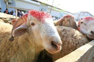 Qurban bayramı pandemiya şəraitinə uyğun təşkil olunacaq -