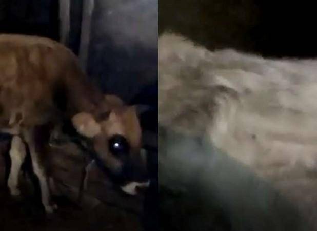 Xəstə mal-qaranı cins adı ilə vətəndaşa verdilər -