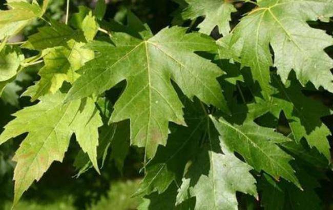 Zəngilanda Şərq çinarları əkilir