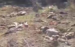 Ermənilər apara bilmədikləri mal-qaranı bu hala qoydular -  Xəbər şəkili