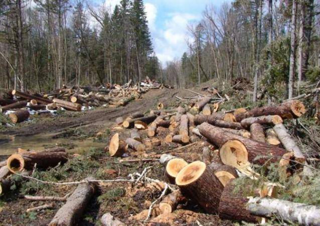 Meşələrin qırılması ən çox bu rayonlardadır -