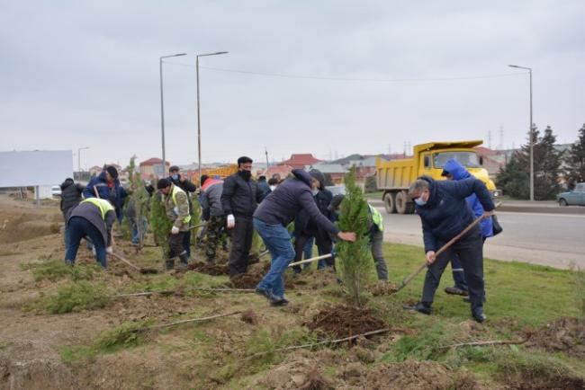 Abşeronda şəhidlərin xatirəsinə 2783 ədəd ağac əkildi - 