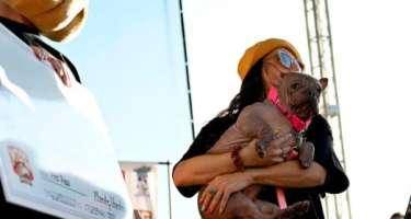 "Dünyanın ən çirkin iti" 5 min dollar qazandı