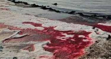 Xəzərin suyu niyə qırmızı olub? -AÇIQLAMA