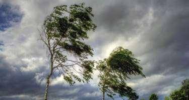 Güclü külək Bakıda ağacı avtomobillərin üzərinə aşırdı -FOTO