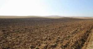 Azərbaycanda növbəti torpaq hərracları elan edildi
