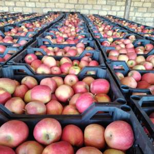 Türkiyəyə ixracı nəzərdə tutulan alma məhsulunda uyğunsuzluq aşkarlanıb Xəbər şəkili