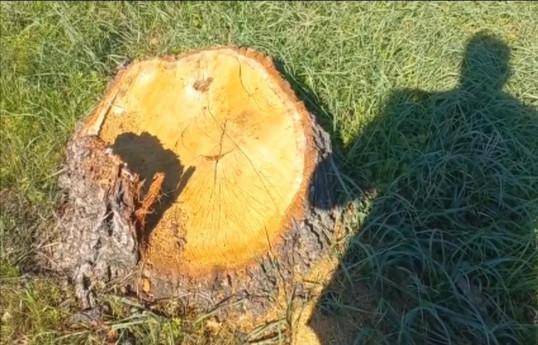 Yardımlı və Xaçmazda qanunsuz ağac kəsimi: DİN faktları araşdırır