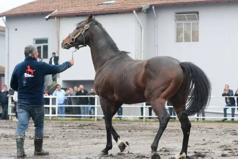 Dünyaca Məşhur Belardo Atı Türkiyədə: Övladları Yarışlarda 25 Milyon Dollar Gəlir Gətirib Xəbər şəkili