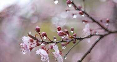 Aprelin 22-də havanın temperaturu dəyişəcək