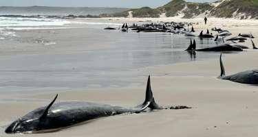 Avstraliyada çox sayda balina tələf oldu