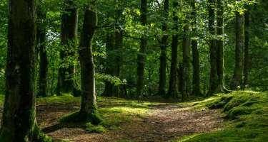 Lənkəranda bir nəfər meşədə itkin düşdü