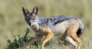 Oğuzda çaqqal 56 yaşlı kişiyə xəsarət yetirdi