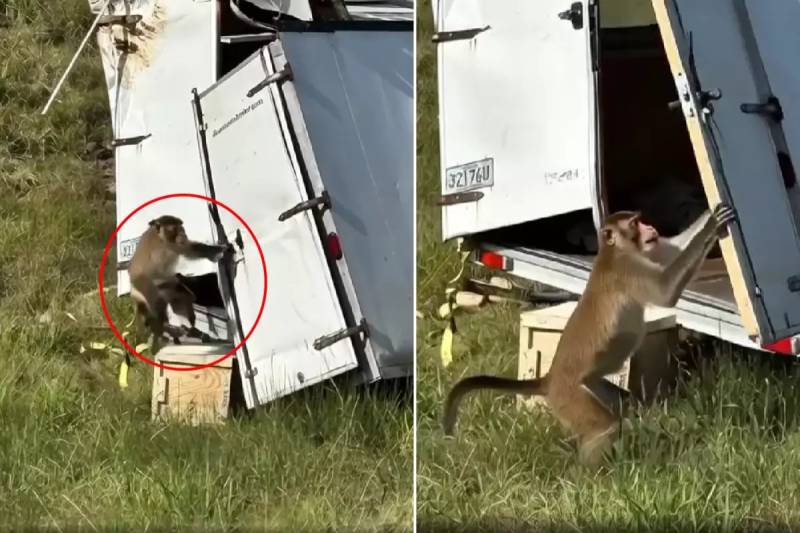 ABŞ-da Elmi Təcrübə Meymunları Qaçdı: Virüs Təhlükəsi Səbəbindən Ölkə Həyəcan Təbilini Çalır