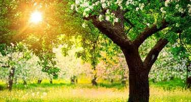 Sabah 24 dərəcə isti olacaq 