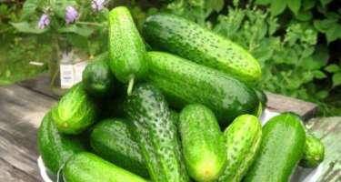 Xıyarın bitməyən faydaları