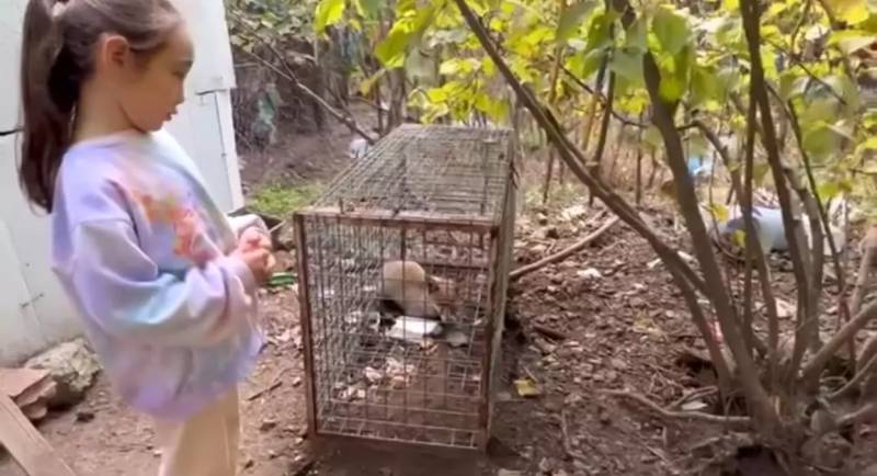 Qarabağda Tələyə Düşən Tülkü: Kiçik Qızın Təsirli Sözləri Hər Kəsi Duyğulandırdı Xəbər şəkili