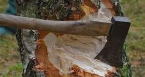 Bu rayonlarda ağacların kəsilməsi faktı ilə bağlı araşdırma başlanıldı