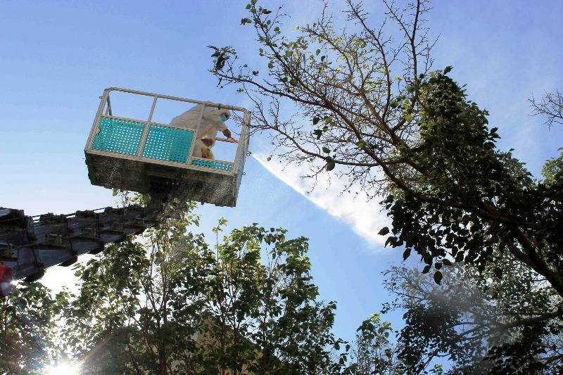 Paytaxtda Ağ Amerika kəpənəklərinə qarşı profilaktika işləri aparılır (FOTO)