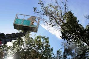 Paytaxtda Ağ Amerika kəpənəklərinə qarşı profilaktika işləri aparılır (FOTO)