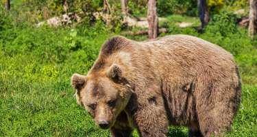 ​Zaqatalada ayı qazini parçalayıb öldürdü
