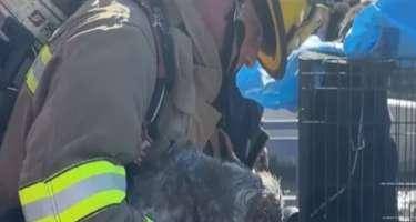 ​Zoomağazada yanğın: 500-dən çox heyvan öldü