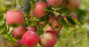 Hər gün neçə alma yeməliyik? -Mütəxəssislərin cavabı