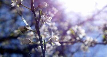 Aprelin ilk günü hava necə olacaq?