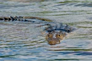 Timsahlarla dolu çay Avstraliya Olimpiadasında yarışmaq üçün yararlı hesab edilib Xəbər şəkili