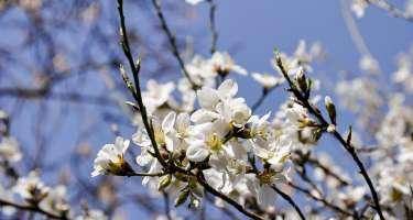 Sabah 20 dərəcə isti olacaq