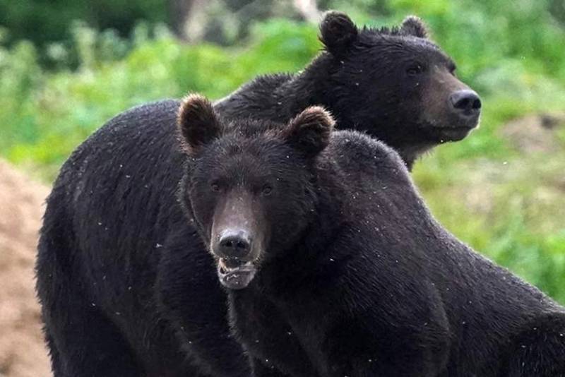 Yaponiyada rekord sayda ayı hücumu qeydə alınıb