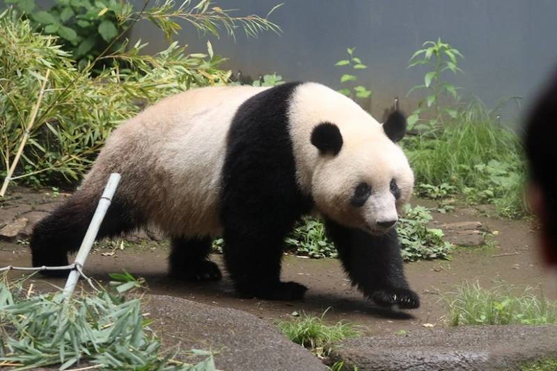 Yaponiya Çinlə münasibətlər gərginləşdiyi üçün pandalardan məhrum qala bilər
