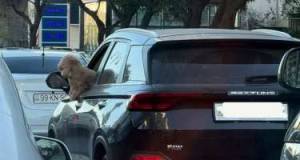 İti ilə avtomobil idarə etdi - VİDEO