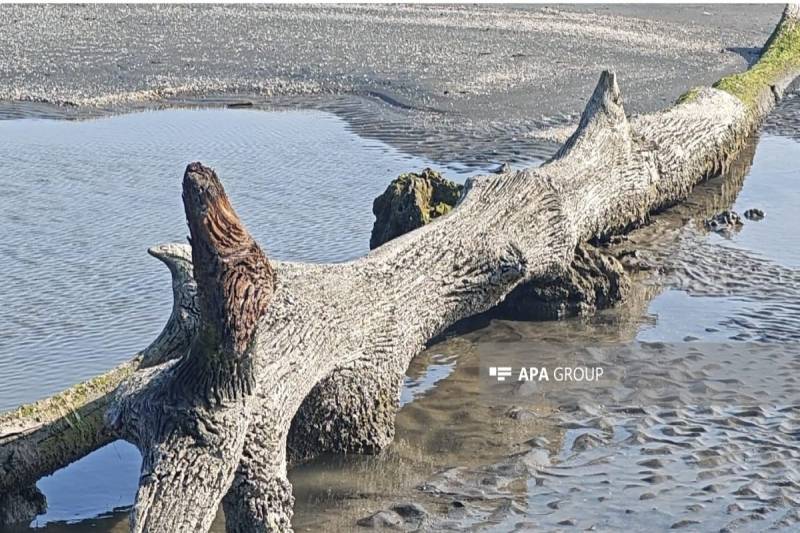 Xəzərin Lənkəran sahilində suyun altında qalmış qədim meşə qalıqları üzə çıxıb- FOTO
