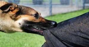 Sahibsiz itlər sakinlərə xəsarət yetirdi Xəbər şəkili