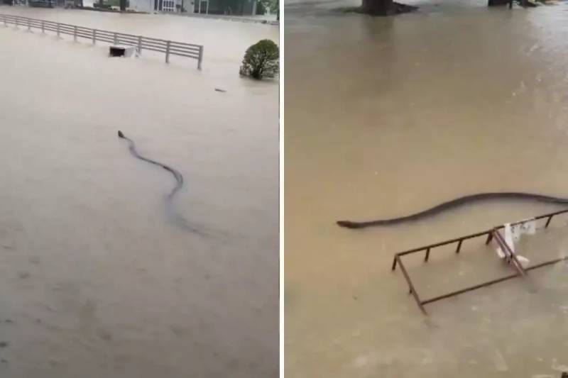 Taylandda Daşqın Fəlakəti: 33 Ölüm və Əhalidə Nəhəng İlan Panikası