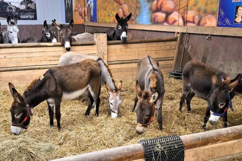 Almaniyada Təzadlı Qərar: Qəzzadan Gələn 8 Eşşəyə İcazə Verildi, Fələstinli Körpə Rədd Edildi