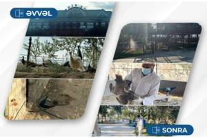 Hacıqabulda ailəvi istirahət mərkəzindəki quşlar aidiyyəti üzrə təhvil verilib Xəbər şəkili