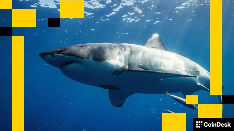 Ethereum Köpəkbalığına Bənzəyir: Hərəkəti Dayandırsa, Öz Üstünlüyünü İtirəcək