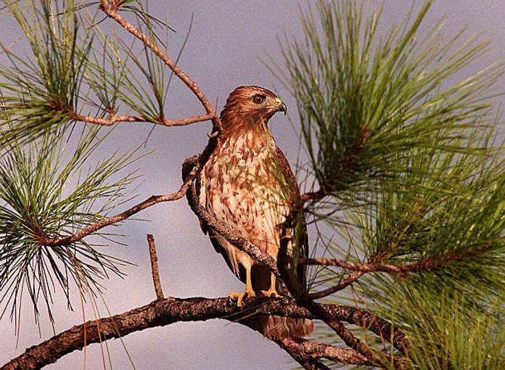 Challenger işdən çıxarmaları 20 ildən artıq müddətin rekorduna çatdı: Bu, FED-in Sərtləşməsinə necə təsir edir?