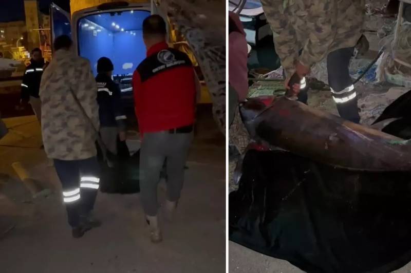 Hatayda Nəhəng Qılınc Balığı Tutuldu: 65 Min Türk Lirəsinə Satıldı Xəbər şəkili