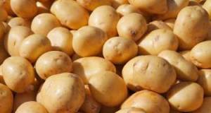 Kartof idxalı kəskin artıb Xəbər şəkili