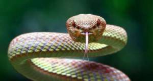 Dünyanın ən zəhərli ilanı odur - FOTO Xəbər şəkili