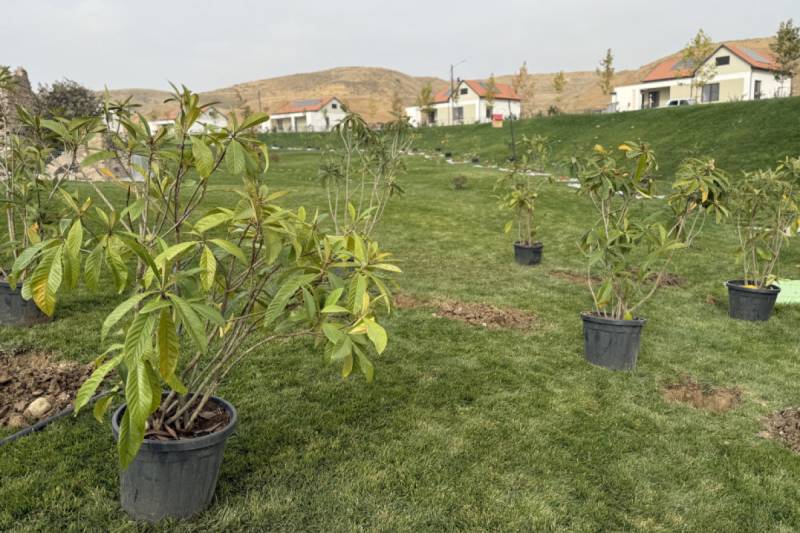 Cəbrayılın Horovlu kəndində ağacəkmə aksiyası keçirilib