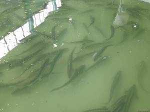 Balıqçılıqla bağlı yaradılacaq elektron uçotun məqsədi açıqlanıb Xəbər şəkili